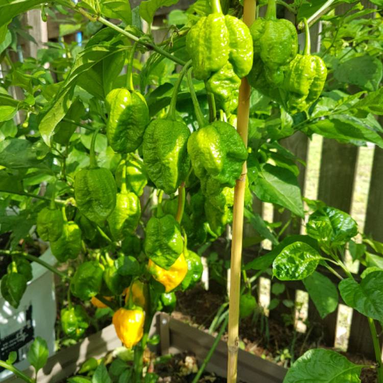 plant image 600645