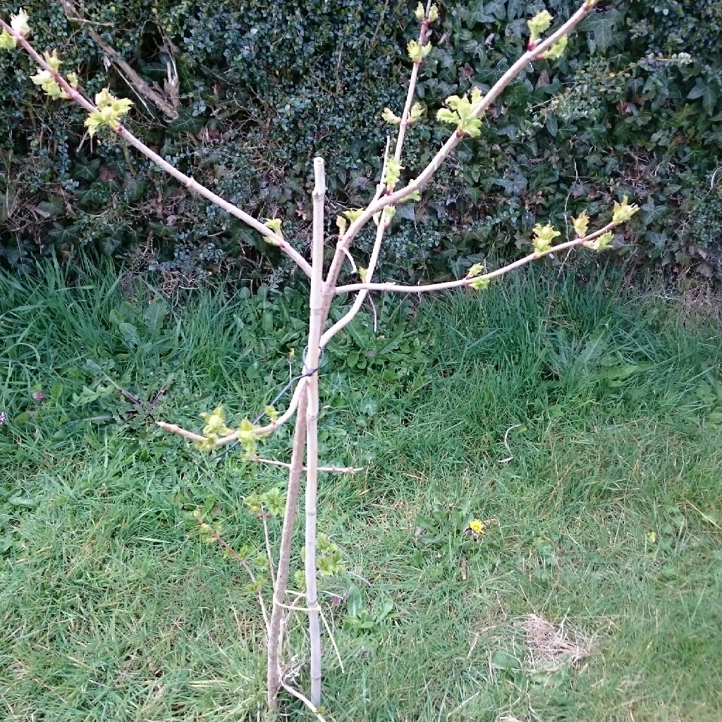 plant image 34963