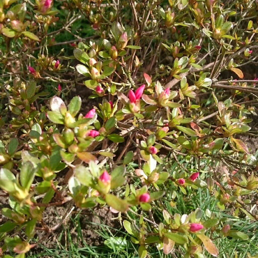 Kirsty's garden