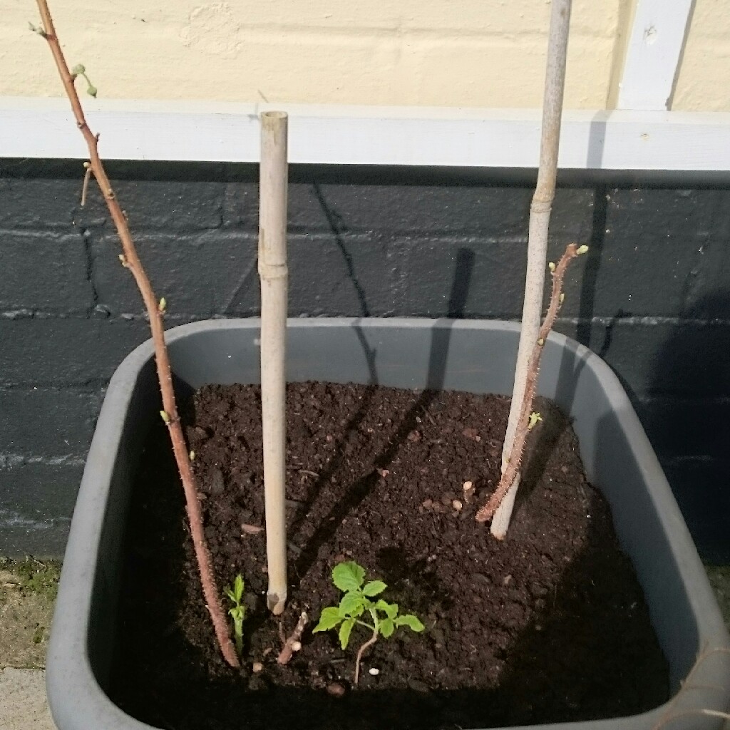 Kirsty's garden