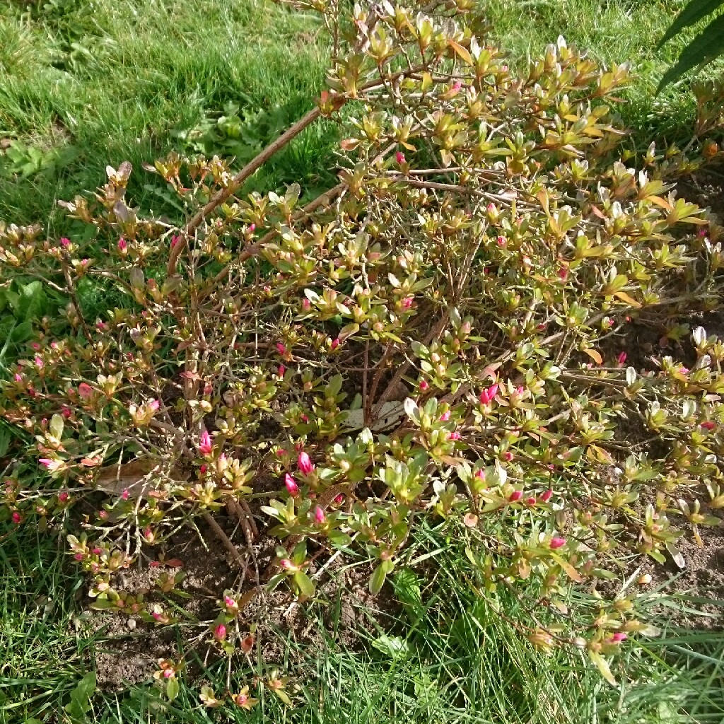 Kirsty's garden