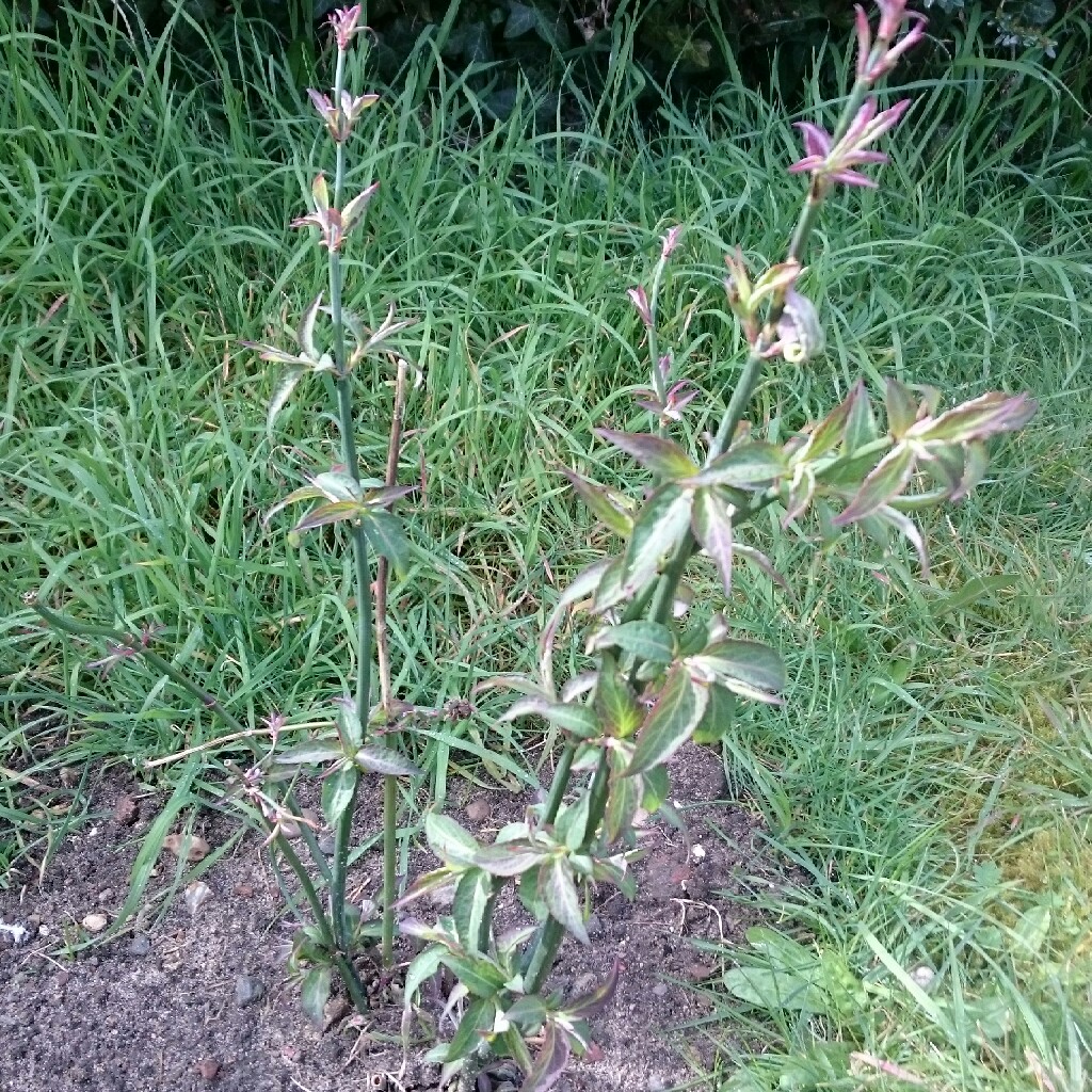 Himalayan Honeysuckle