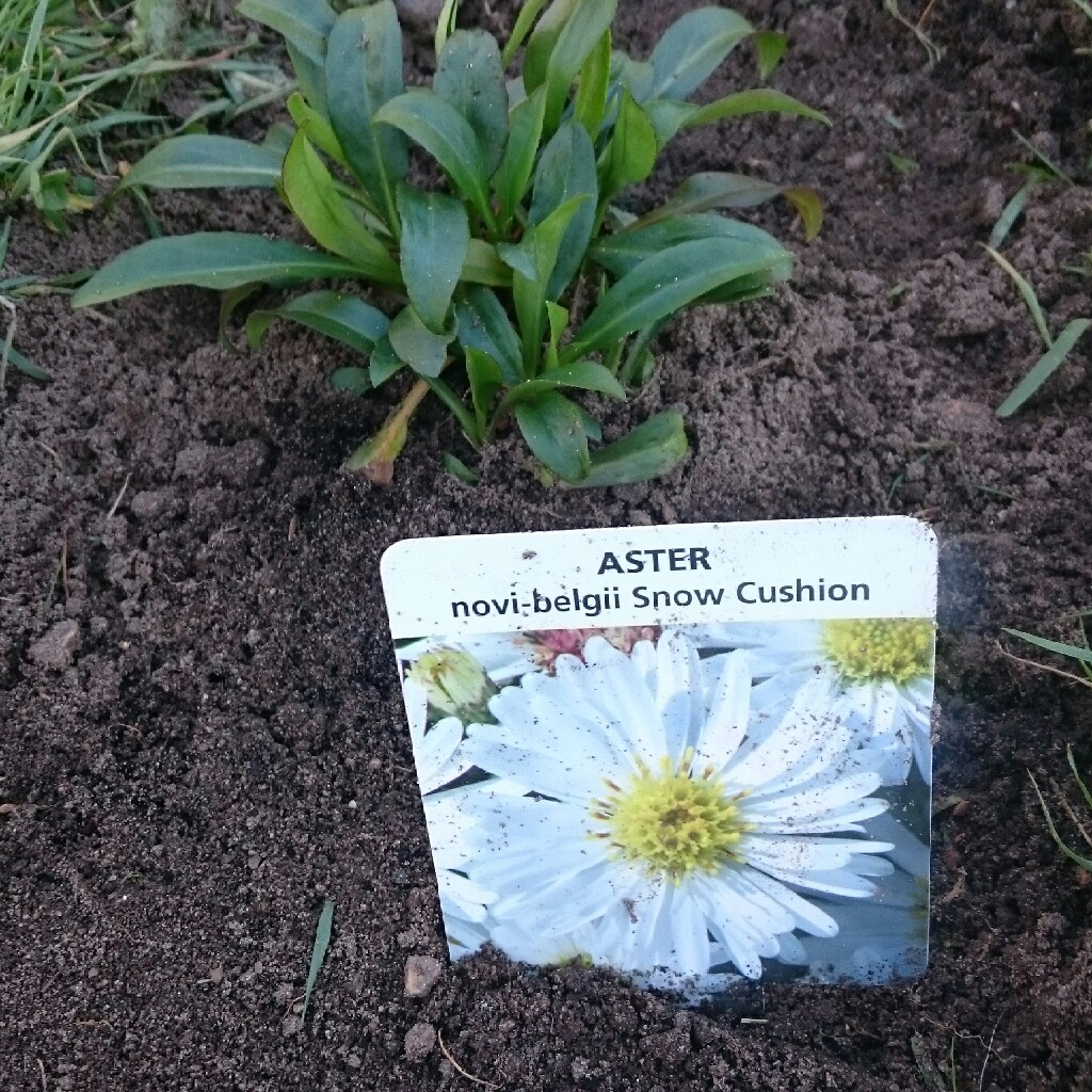 Aster 'Snow Cushion'