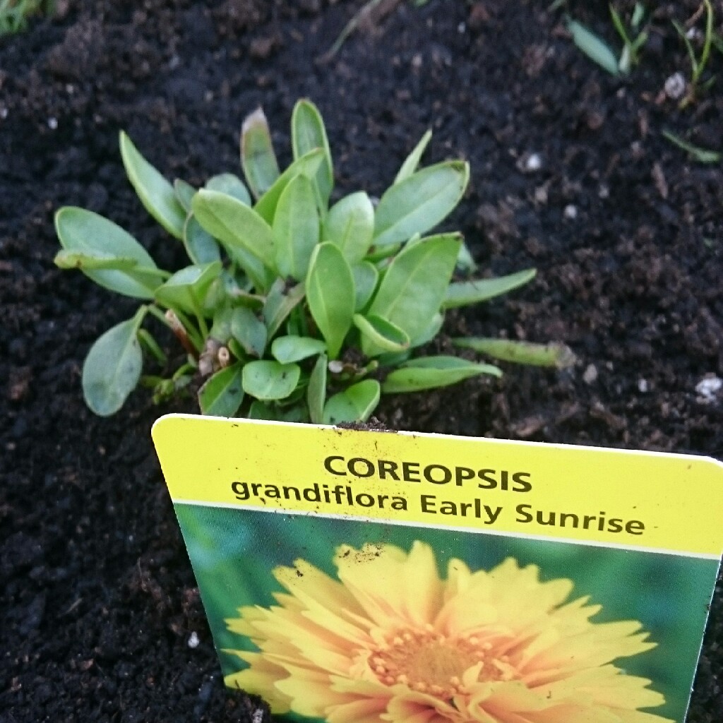 Tickseed 'Early Sunrise'