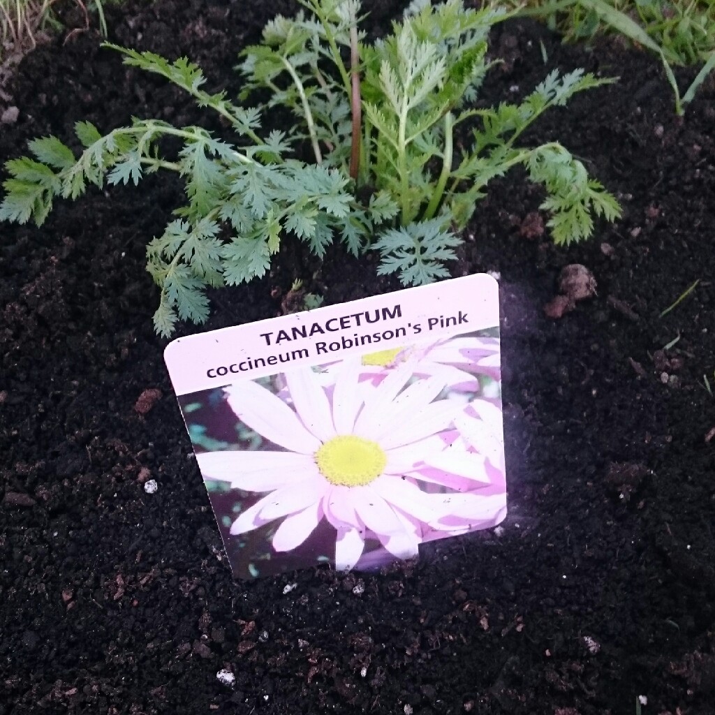Painted Daisy 'Robinson's Pink'
