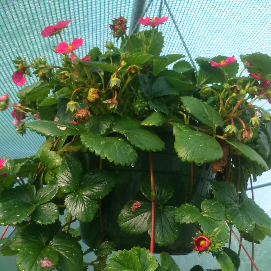 Strawberry