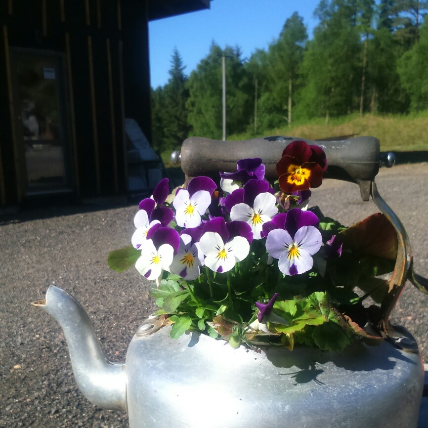 Horned Pansy 'Rocky Mickey'