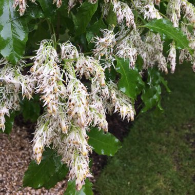 Manna Ash