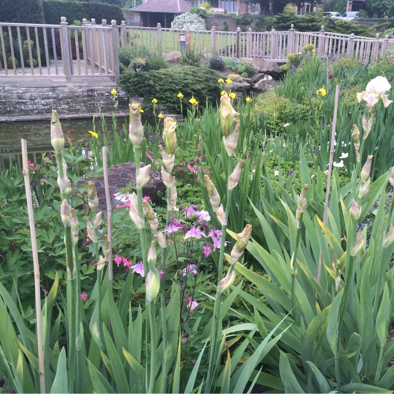 Kirsty's garden