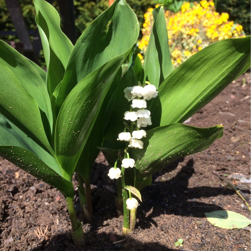 plant image 89339