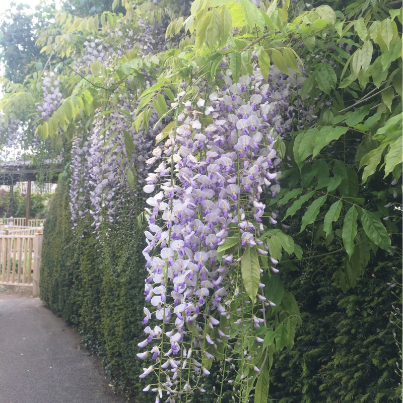 Chinese Wisteria