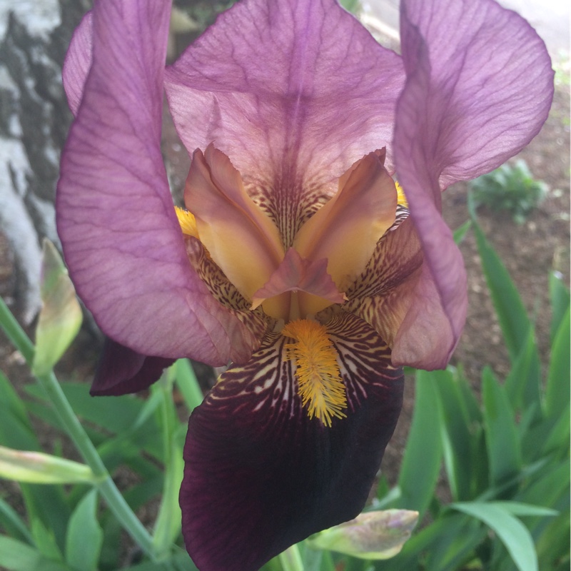 Iris