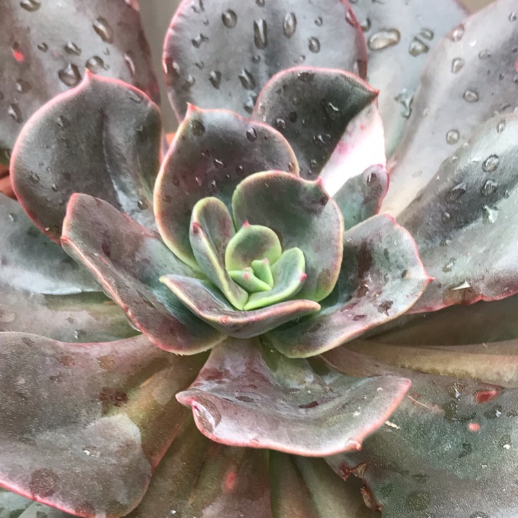Plant image Echeveria Blue Metal