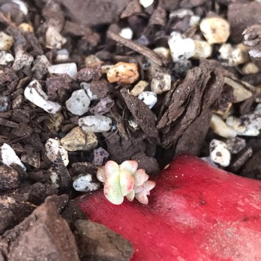 Echeveria 'Agavoides Romeo'