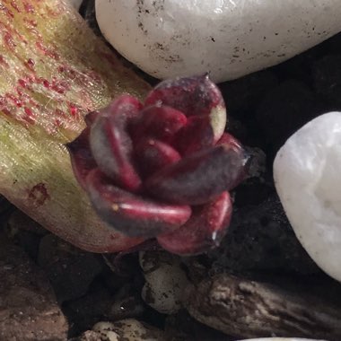 Echeveria 'Agavoides Blood Maria'
