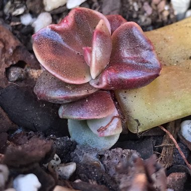 Echeveria 'Blue Metal'