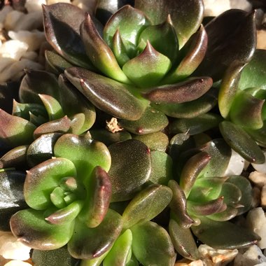 Echeveria 'Black Prince'