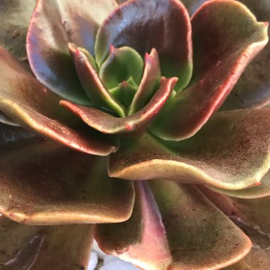Echeveria 'Blue Metal'