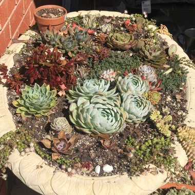Kirsty's garden