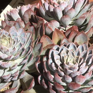 Echeveria 'Violet Queen'