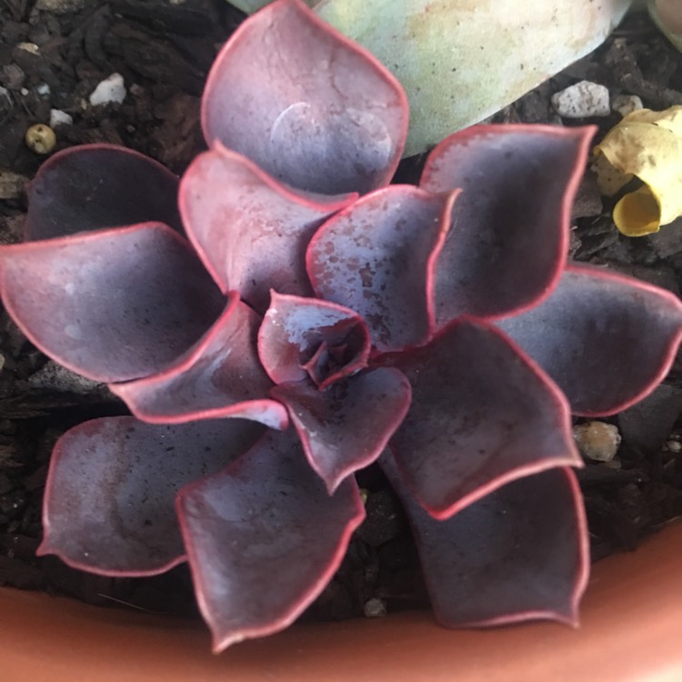 plant image 653314