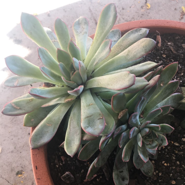plant image 653390