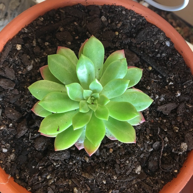 plant image 665831