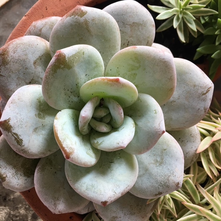 plant image 680795