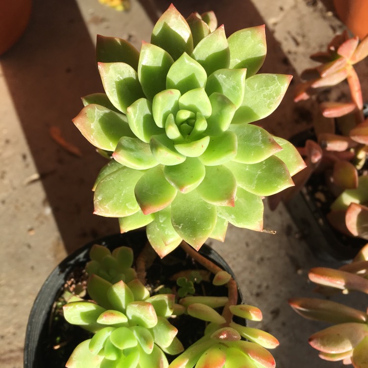 plant image 684190