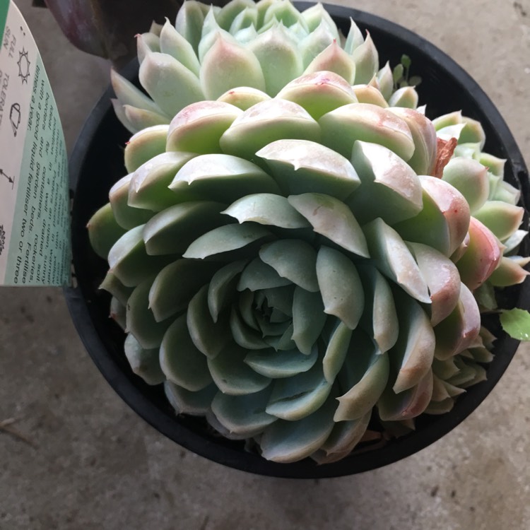 plant image 745039 plant image 745039