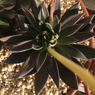 Echeveria Affinis sp.