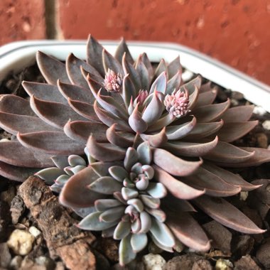 Graptopetalum Rusbyi