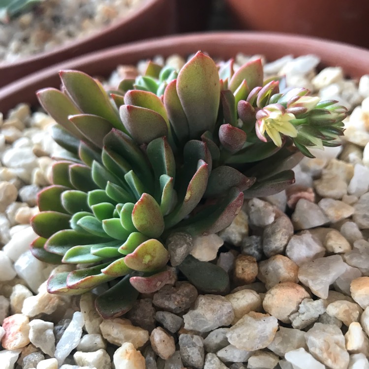 Plant image xSedeveria Darley Dale