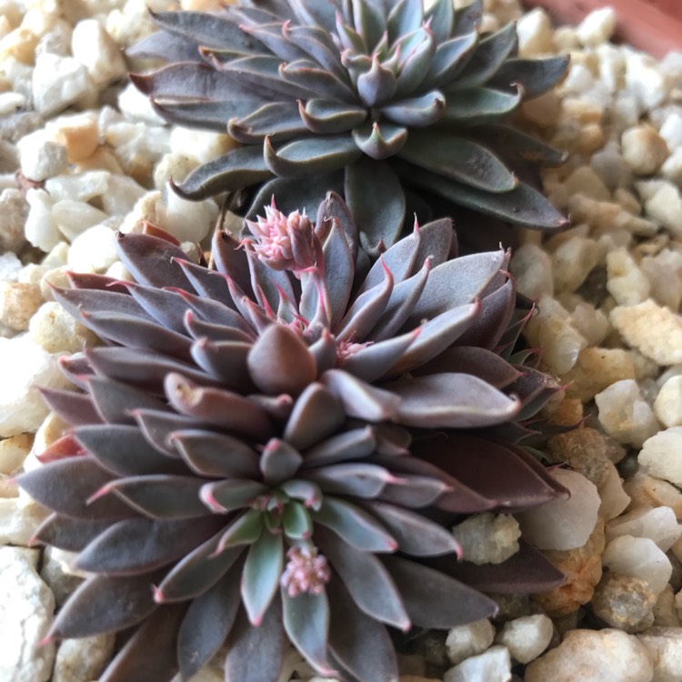 plant image 802468 plant image 802468