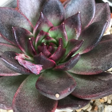 Echeveria Agavoides Blood Maria