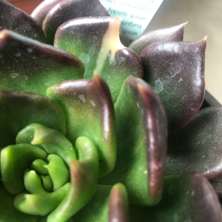 plant image 812889 plant image 812889