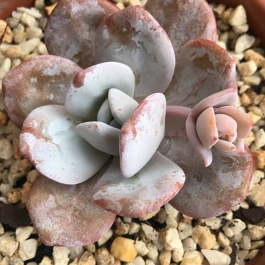 Echeveria laui