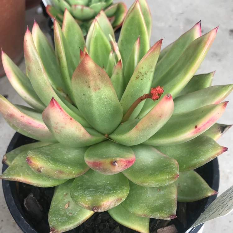 Plant image Echeveria Agavoides Miranda