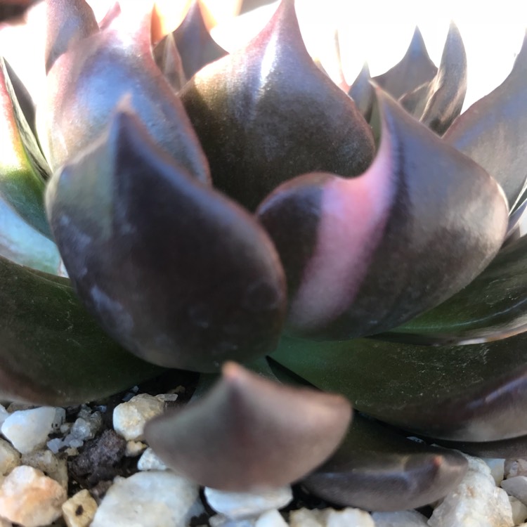 plant image 838731 plant image 838731