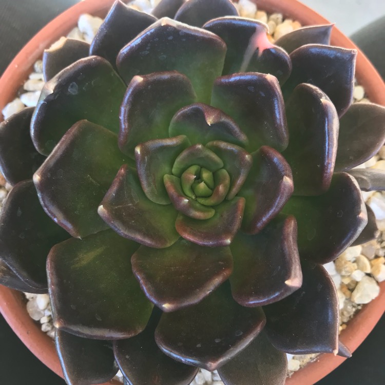 plant image 838734 plant image 838734
