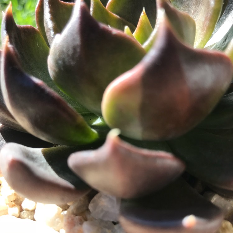 plant image 838736 plant image 838736