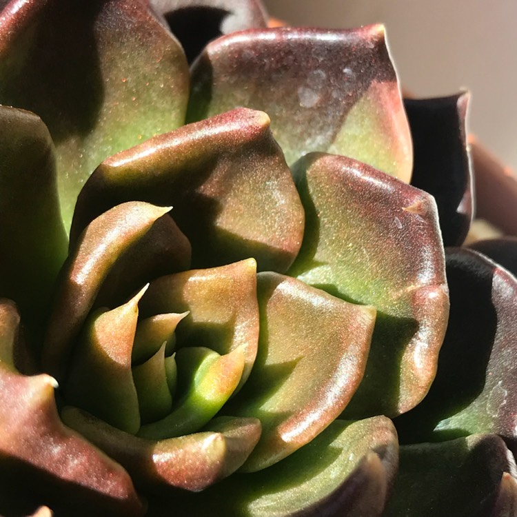 plant image 838738 plant image 838738