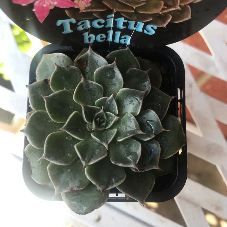 Plant image Tacitus Bellus syn.Graptopetalum Bellum