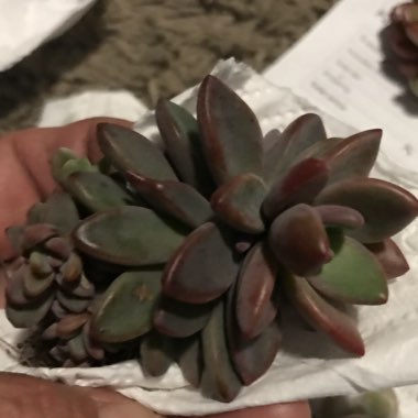 Echeveria Manaudes