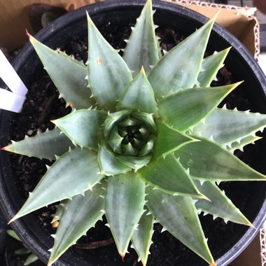 Aloe Polyphylla