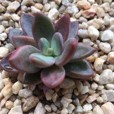 Echeveria Manaudes