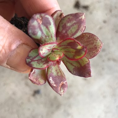 Echeveria Nodulosa