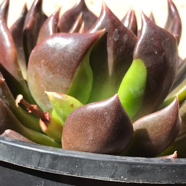 Echeveria Black Prince Variegata