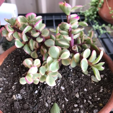 Portulacaria Afra Variegata