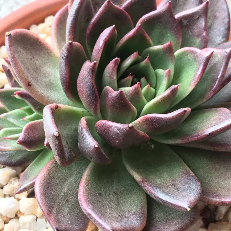 plant image 865868 plant image 865868